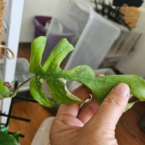 Rhaphidophora Tetrasperma Variegata, 60–80 cm – Pestrá miniatúrna Monstera Ginny, izbová rastlina s pestrými listami, popínavá rastlina Fotografia od zákazníka č. 3
