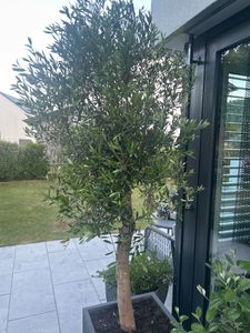 Olivenbaum Olive "Angebot" 150 - 180 cm, beste Qualität, winterhart, Olea Europaea Kunden-Foto 32
