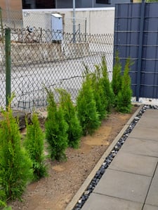 Thuja occidentalis Smaragd 80-100 cm SMARAGD ALBERO DELLA VITA Foto del cliente 13