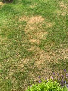 Wolf-Garten Reseed Lawn Lr 50 Na 50 metrów kwadratowych Zdjęcie produktu od klienta nr 1