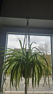 5er Set Makramee Blumenampel, Boho Deko Baumwollseil Hängeampel Blumentopf Pflanzen Halter Aufhänger für Innen Außen Decken Balkone Wanddekoration Kunden-Foto 1