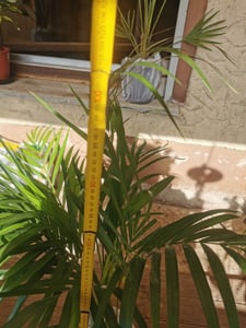 Goldfruchtpalme 130-150 cm + Übertopf Ingmar Arecapalme  Chrysalidocarpus lutescens Tropische Palme - Luftreinigend - Frisch aus der Gärtnerei Kunden-Foto 12