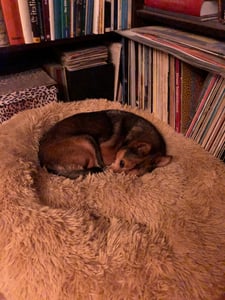 Peaceful Pooch M – flauschiges, orthopädisches Hundebett - 76cm Durchmesser Kunden-Foto 1