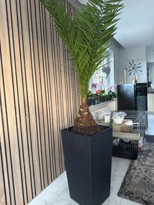 [Palmenlager] - XL Phoenix roebelenii Zwerg-Dattelpalme 170  cm, 30-40 cm Stamm / Zimmerpalme Kunden-Foto 1