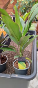Set di 3 piante di Cordyline fruticosa, detta anche "Keulenlilie", in vaso da 12 cm Foto del cliente 3