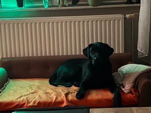 WISFOR Canapé pour animaux domestiques avec dossier, canapé pour chien Tapis pour chien Lit pour chien, XL : 120 x 74 x 40 cm Photo du client 1
