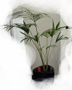 Kentia-palm, 140-160 cm, *Howea forsteriana* Klantenfoto 7