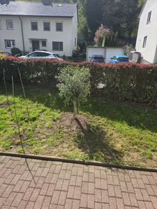 Olivenbaum Olive "Angebot" 150 - 180 cm, beste Qualität, winterhart, Olea Europaea Kunden-Foto 20