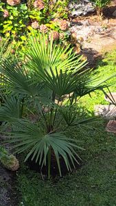 Trachycarpus fortunei 130 - 150 cm Palme Hanfpalme, winterhart bis -18°C Kunden-Foto 1