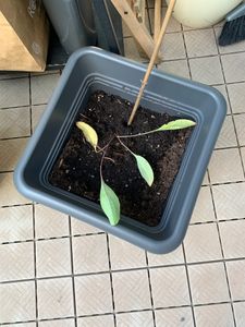 Riesen-Sonnenhut, im Topf - Rudbeckia maxima Kunden-Foto 1