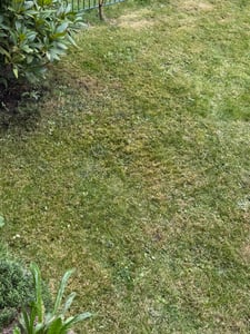 Fepro® Rasensamen Sport- und Spielrasen Sportrasen Grassamen Rasen Rasensaat Gras, 2 x 10kg Sack Kunden-Foto 1