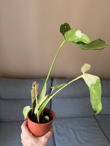 Monstera Deliciosa Variegata, wysokość 40-50 cm | Rzadka, pstrokatowa roślina doniczkowa | Rzadkość | Egzotyczna roślina z rodziny aroniowatych Zdjęcie produktu od klienta nr 19