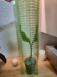 BALDUR Garten 1x Winterharte Banane 'grün', Pflanze im 12 cm-Topf, Faserbanane Bananenbaum Musa basjoo Bananenpflanze, mehrjährige winterharte Staude, Bananen-Früchte essbar Kunden-Foto 3