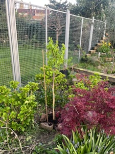Kaki Baum 160-180 cm Sorte "Rojo Brilliante" Kakipflaume Pflanze Kunden-Foto 2
