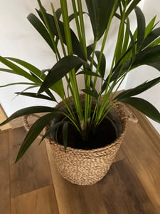 Kentia Palm 140-160 cm Howea forsterian Fotografie od zákazníka č. 2