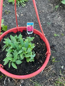 BALDUR Garten Winterharte Alstromeria-Kollektion 'Incalys®', 3 Pflanzen, Neuzüchtung, winterhart bis -8°C, blühender Blickfang von Mai bis Oktober, Lieferung im 12 cm XL Topf Kunden-Foto 2