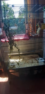 Klatka dla ptaków Yaheetech ze stojakiem, woliera dla ptaków z 3 drewnianymi grzędami i 4 miskami do karmienia, klatka dla papużek na 4 kółkach, woliera dla papug, czarna Zdjęcie produktu od klienta nr 11