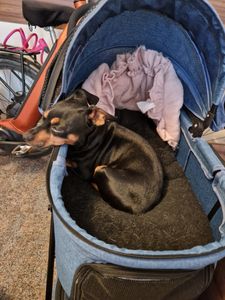 Purpurra Hundebuggy Haustierwagen Haustierbuggy mit Sicherheitsgurt für 1 oder 2 Hunde, (2-tlg) Kunden-Foto 1