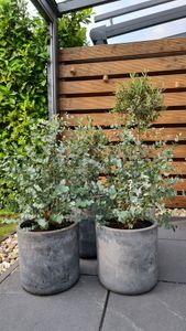 2x XXL Eucalyptus Busch Eukalyptusbaum 40 - 60 cm, Pflanze winterhart Kunden-Foto 10