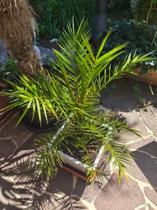 Palme 90-120 cm, Phoenix canariensis, kanarische Dattelpalme, kräftige Palmen, keine Jungpflanzen Kunden-Foto 2