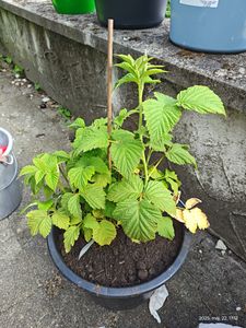 Himbeere `Schönemann´ - sommertragend - 40-60cm im Topf Kunden-Foto 1