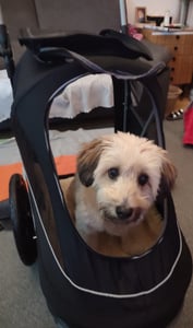 InnoPet Sporty EVR Hundebuggy Hundewagen Trailer - für jedes Gelände - robuste Gummiräder wie Luftreifen - plattfußfrei inkl. Regenhaube - schwarz Kunden-Foto 1