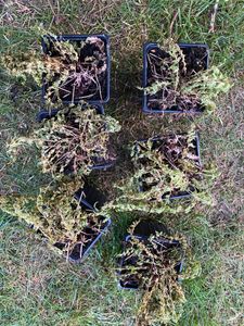 6 x Mannestjesvaren - Dryopteris filix-mas  | Topf 9cm x 9cm Kunden-Foto 2