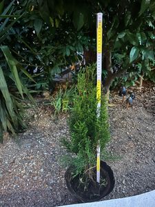 Thuja occidentalis Smaragd 80-100 cm SMARAGD ALBERO DELLA VITA Foto del cliente 10