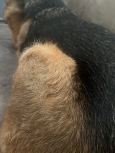 REAVET Hundebürste & Katzenbürste Unterwollbürste für Langhaar I Große Rassen (Größe M-L) I Entfernt Unterwolle & Verfilzungen I mit Massageffekt & Deckhaarschutz I Fellbürste für Hunde, Katzen Kunden-Foto 2