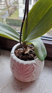 Erdsubstrat für Orchideen und Orchidaceae 5 l Kunden-Foto 1