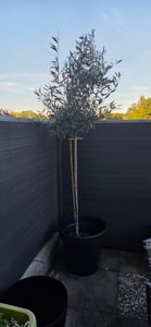 Olivenbaum Stamm Olive 80 - 100 cm hoch, beste Qualität, Olea Europaea Kunden-Foto 4