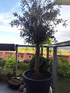 Sunny Tree - Olivenbaum - Olea Europaea in Strauchform - Höhe ca. 80-100 cm inkl. Topf. -  Winterhart bis -18 - Immergrün Kunden-Foto 20