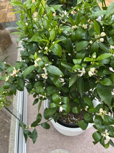 Mandarinenbäumchen 80-100 cm - Citrus reticulata - Mandarine (Pflanze) Kunden-Foto 3