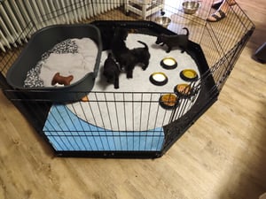 SucceBuy Parc pour chiens avec 8 panneaux, hauteur 61 cm, parc pliable en métal avec coussin de sol et piquets de terre, clôture pour cage à chiots pour l'intérieur et l'extérieur, niche pour animaux domestiques de petite et moyenne taille, parfait pour le camping, la ferme Photo du client 3