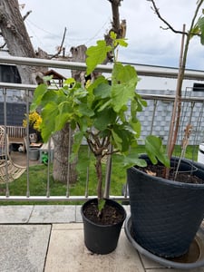Feigenbaum - hell UND dunkel - in 1 Topf, Obstbaum, winterhart, Ficus Carica, Feige Kunden-Foto 3