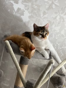 FEANDREA Kratzbaum, XXL Katzenbaum, 164 cm, hellgrau PCT087W01 Kunden-Foto 22