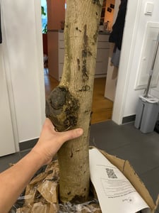 XXL olivovník, věk 25–30 let, odrůda Olea Europaea, vysoký kmen, výška 160–200 cm, tvarovaný keř, obvod kmene cca 20 cm. Středozemní olivovník Fotografie od zákazníka č. 2