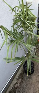 XXL Palme Stammhöhe 40-50 cm winterhart 160-180 cm Trachycarpus fortunei, Hanfpalme, Kunden-Foto 53