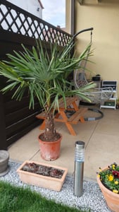 XXL winterharte Palme Hanfpalme 160-220 cm -18 °C Trachycarpus Fortunei Kunden-Foto 3