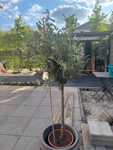 Sunny Tree - Olivenbaum - Olea Europaea in Strauchform - Höhe ca. 80-100 cm inkl. Topf. -  Winterhart bis -18 - Immergrün Kunden-Foto 37