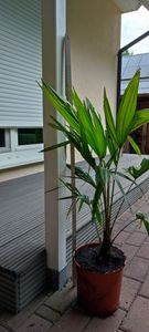 Seltene Trachycarpus Wagnerianus Hanfpalme bis 120 cm Höhe Frosthart bis -19 Grad Kunden-Foto 29
