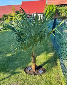 XXL Palme Stammhöhe 40-50 cm winterhart 160-180 cm Trachycarpus fortunei, Hanfpalme, Kunden-Foto 41