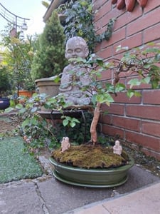 Ceramiczna miska do bonsai ze spodkiem 40 cm Zielona owalna doniczka do bonsai Zdjęcie produktu od klienta nr 2