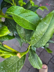 Bergamotte Pflanze 70–100 cm Citrus Bergamia Fantastico Echte Zitruspflanze Duftpflanze für Tee & Aromatherapie Kunden-Foto 4