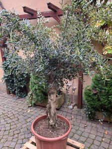 : winterharter XL Olivenbaum  45 Jahre, dicke Stämme, winterhart Kunden-Foto 2