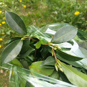 Camellia japonica - Kamelia japońska w 3-litrowym pojemniku 40-50 cm Zdjęcie produktu od klienta nr 5