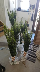 2x Säulenilex Fastigiata – 110–120 cm – immergrüne Säulenpflanze winterhart – Ilex crenata als Buchsbaum Ersatz Kunden-Foto 1