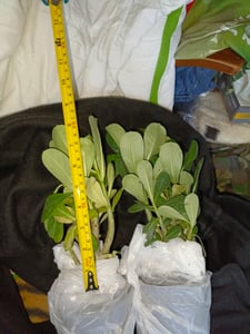 Adenium obesum rouge - Rose du désert - pot 10,5cm - hauteur 25-40cm Plantes d'intérieur Photo du client 6