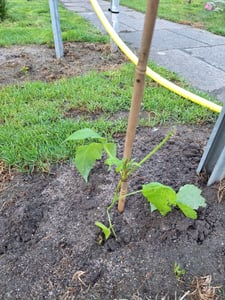 Rubus idaeus 'Autumn Bliss' malina 30 cm Zdjęcie produktu od klienta nr 4