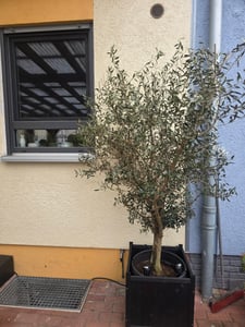 Olivenbaum Olive "Angebot" 150 - 180 cm, beste Qualität, winterhart, Olea Europaea Kunden-Foto 16